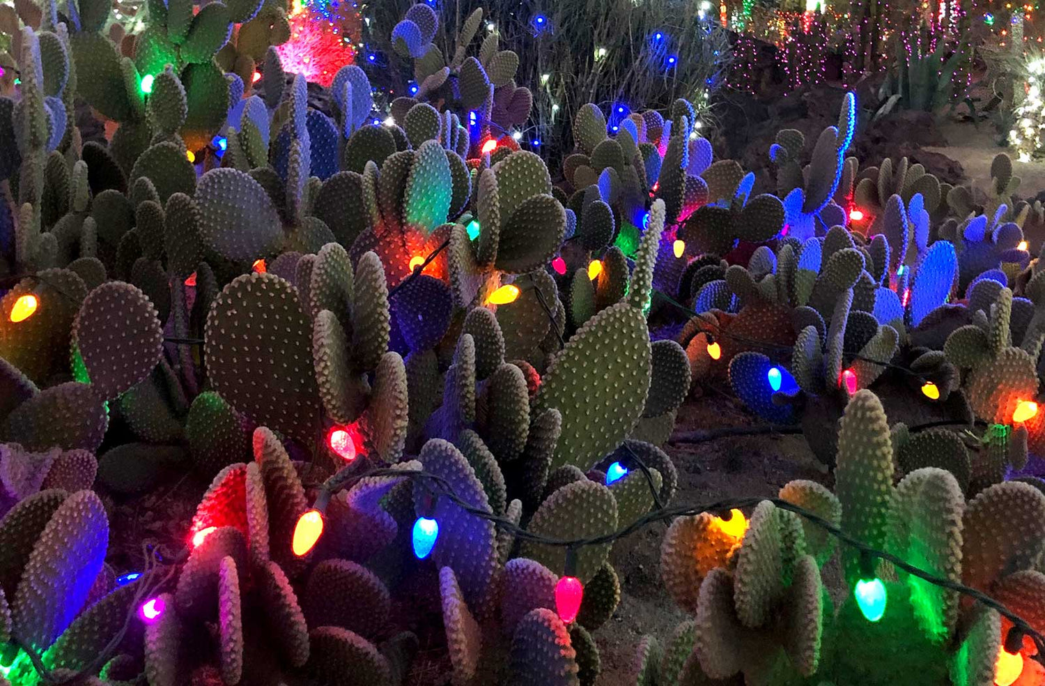 Cacti decorated with Christmas Lights